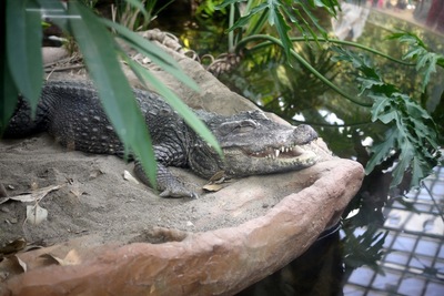 20150322-ueno-alligator.JPG