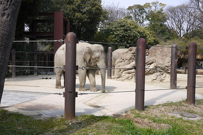 20150322-ueno-elephant.JPG