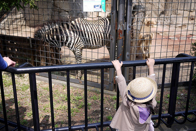 20150322-ueno-zebra.JPG