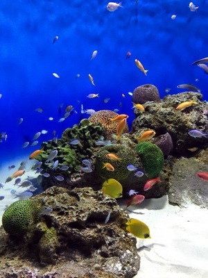 aquarium-redsea.jpg