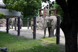 elephant.JPG