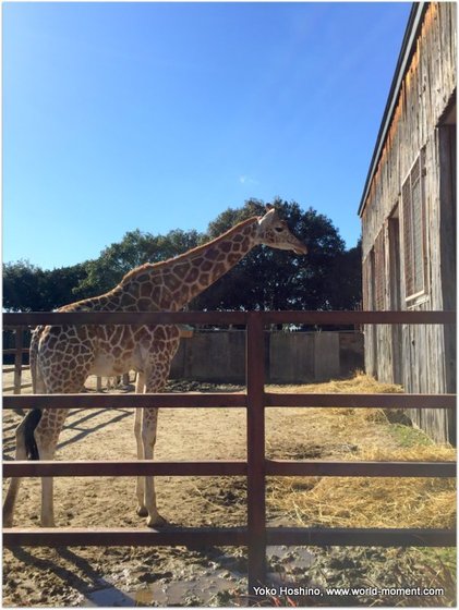 giraph-2016-12-30 12 13 44.jpg