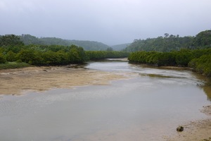 mangrove.JPG