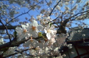 sakura2.JPG